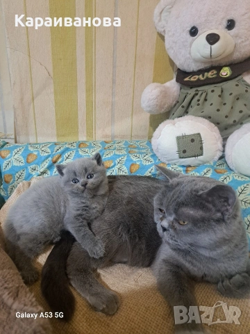 Британски сини колорпойнти , снимка 8 - Британска късокосместа - 53753333