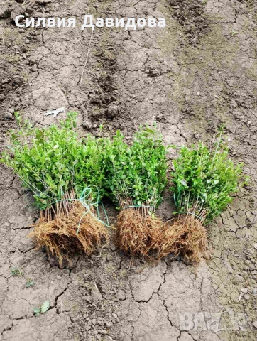 Лигуструм за жив плет , снимка 7 - Градински цветя и растения - 53835612