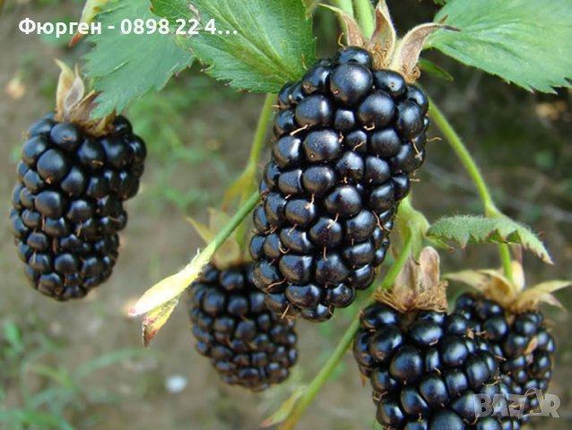 Къпина Бжезина - Blackberry Brzezina, снимка 2 - Разсади - 42501185