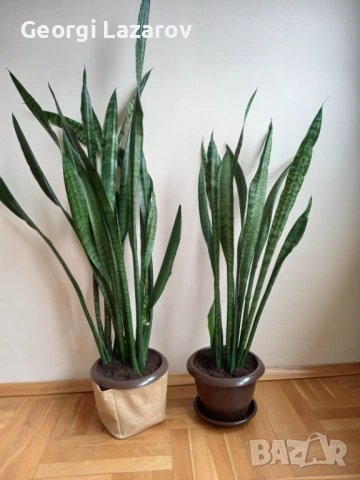 САНСЕВИЕРА