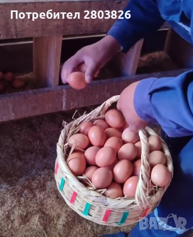 налични кокошки носачки Ломан браун , снимка 3 - Кокошки и пуйки - 51860824