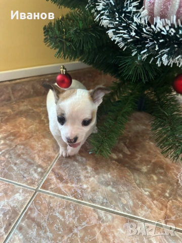 Мини чихупинчер 