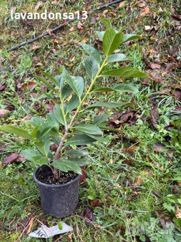 Лавровишна – Вечнозелен Храст за Жив Плет | В Контейнери, снимка 7 - Градински цветя и растения - 42641155