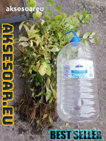 Продавам фиданки от медоносното дърво на пчеларя Еводия Даниели разсад дръвчета Еводиа за медосбор, снимка 10 - Разсади - 49271516