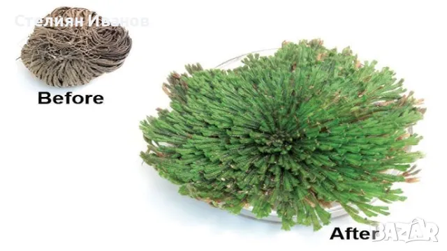 Йерихонска роза, rose of Jericho, селагинела (Selaginella lepidophylla), снимка 4 - Стайни растения - 47954360