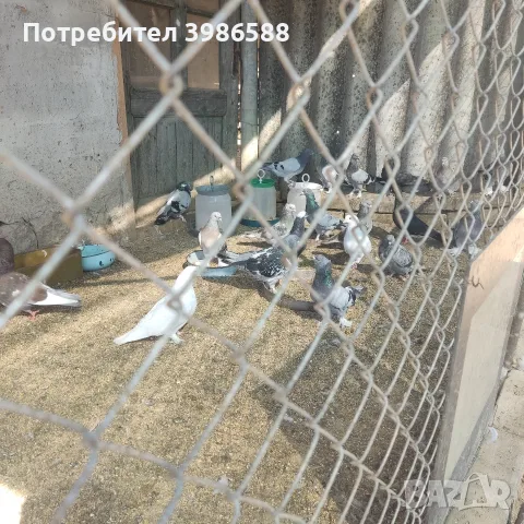 Гълъби, гълъби гълъби 