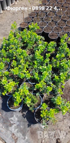 Американската червена боровинка, снимка 6 - Разсади - 52922778