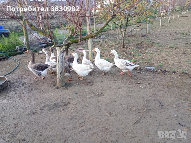 Продавам гъски