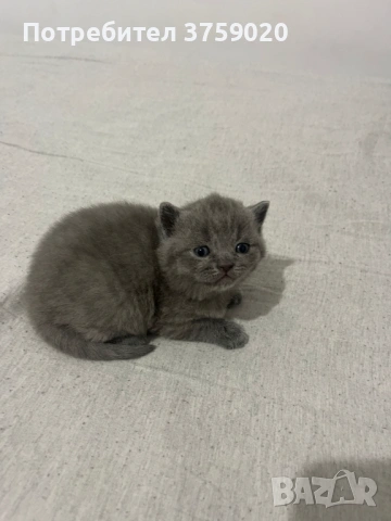 Британска късокосместа, снимка 10 - Британска късокосместа - 53825984