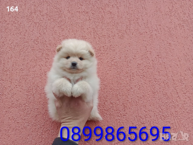 Бели и кремави  Шпицлета. , снимка 8 - Шпиц - 53902538