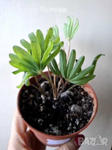 Оксалис, Oxalis VERSICOLOR Autumn pink, снимка 2 - Стайни растения - 53138979