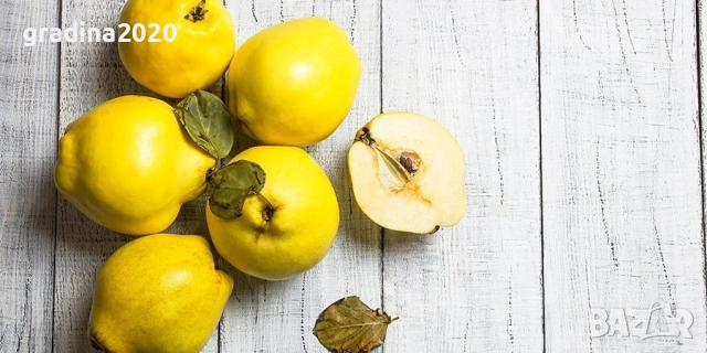 Дюля - Фиданки, снимка 4 - Разсади - 52743430