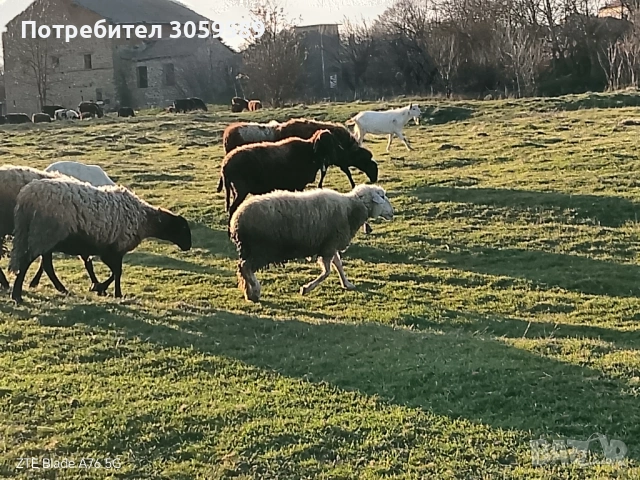 овце черноглави и една бяла, снимка 3 - Овце - 54163156