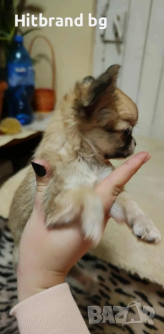 Мини Чихуахуа, снимка 1