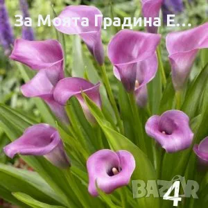 Кала луковици , снимка 4 - Сортови семена и луковици - 49765674