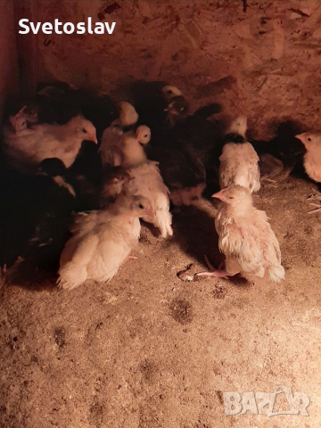 Пилета на 35 дена, снимка 10 - Кокошки и пуйки - 36494208