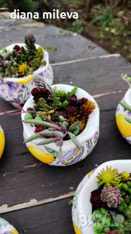 Гърнета аранжирани със сукуленти!, снимка 13 - Декорация за дома - 53206137