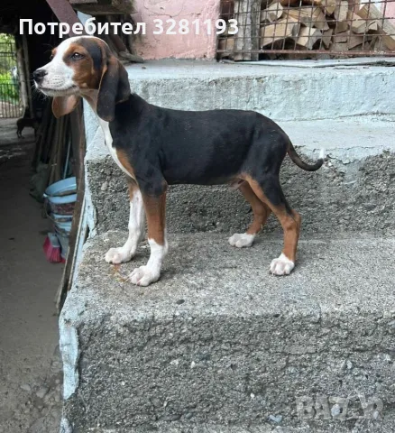 Трицветни гончета, снимка 2 - Гонче - 56451696