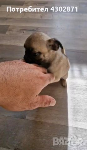 чистокръвни мини мопсчета, снимка 3 - Мопс - 52961408