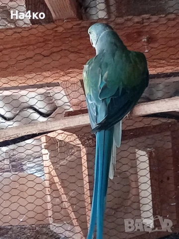 Продавам мъжки малък Александър, снимка 1