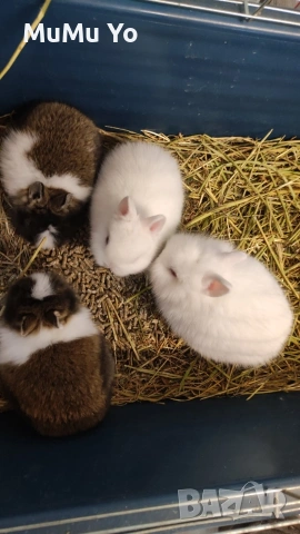 Декоративно зайче / заек, снимка 2 - Декоративни зайчета - 48443654