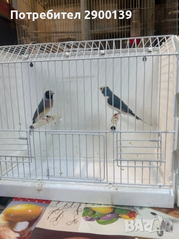 Гулди сини, снимка 7 - Амадини - 54154995