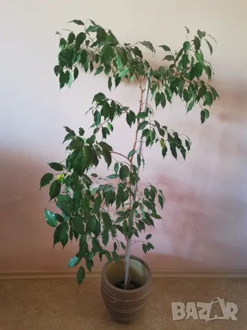 Бенджамин 150 см висок, снимка 3 - Стайни растения - 43049124