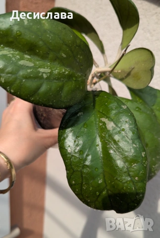 Hoya priktai (Russia)