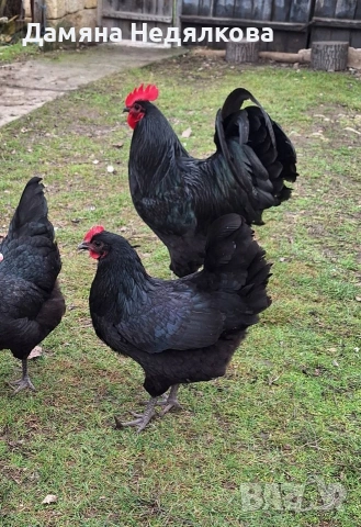 Разплодни яйца от австралорп , снимка 4 - Кокошки и пуйки - 54047072