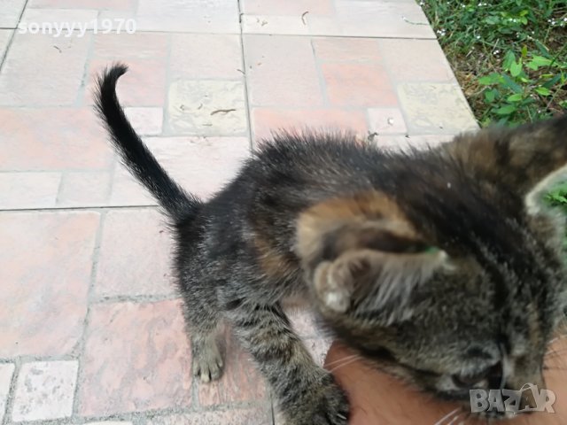 КОТЕ МЯУ МЪР ИВОНКА ВИДИН 0509221551, снимка 11 - Други - 37908082