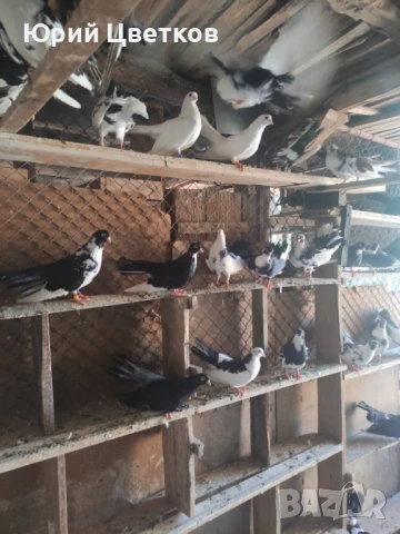 Ломски високолетачи, снимка 12 - Гълъби - 51102124