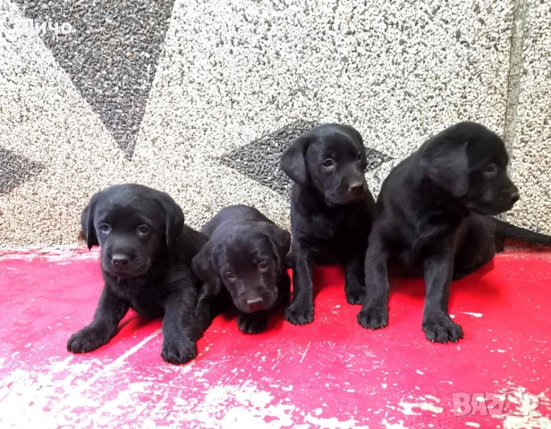 продавам лабрадори , снимка 4 - Лабрадор ретривър - 52679730