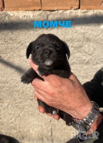 Мини чихупинчери чихуахуа пинчер, снимка 7 - Чихуахуа - 52791401