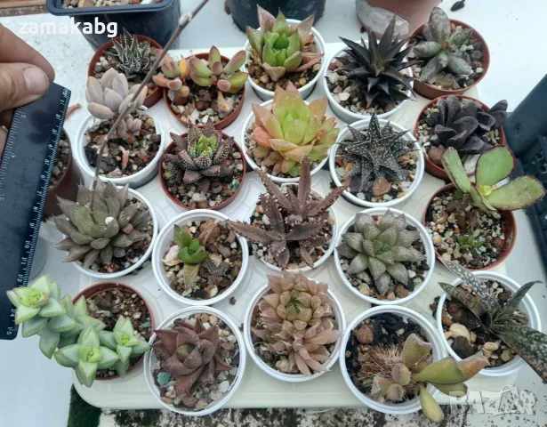 Сукуленти микс (Succulents mix), сукулентни растения