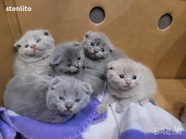 Шотландски клепоухи котенца , снимка 13 - Британска късокосместа - 39110730