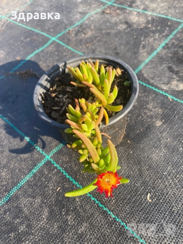 Делосперма 7 цвята , снимка 7 - Градински цветя и растения - 44407392