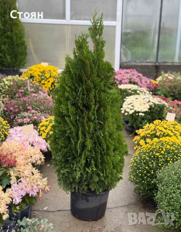 Западна туя Смарагд