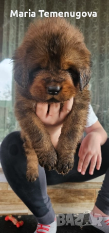 Тибетски мастиф , снимка 7 - Мастиф - 53327433