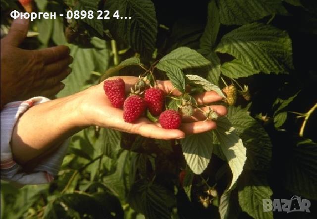  Тайбери Медана – високодобивен сорт с едри и ароматни плодове, снимка 2 - Разсади - 38043878