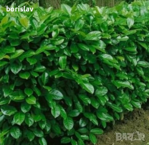 Лавровишна - жив плет, снимка 4 - Градински цветя и растения - 42635735