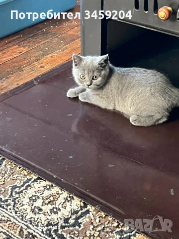 Британско коте, снимка 1