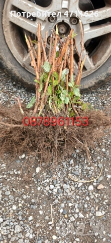 Разсад ягоди и малини , снимка 17 - Разсади - 53281312