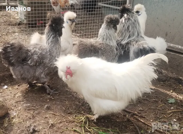 Копринки, млади чифтове , снимка 4 - Кокошки и пуйки - 50408201