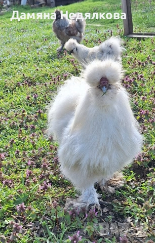 оплодени яйца от копринки , снимка 2 - Кокошки и пуйки - 54190833