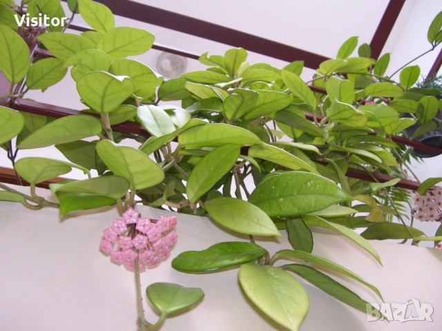 фотоапарат Kodak C533 , снимка 11 - Фотоапарати - 54337935