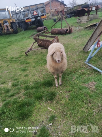 Продавам агне