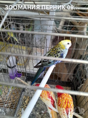 розела жълтоглава , снимка 3 - Папагали - 51330051