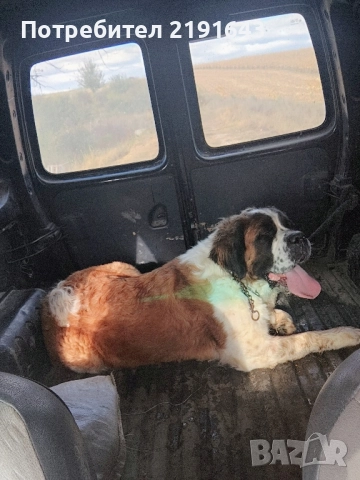 женски санбернар