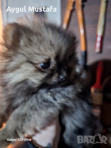 Мини шпиц померан, снимка 4 - Померан - 52773302