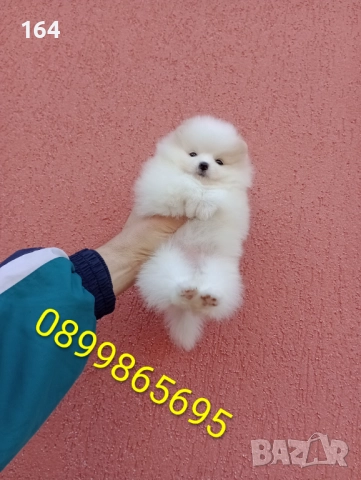 Бели женски Померани. Реални снимки от 15.12.25 г. , снимка 5 - Померан - 52697509